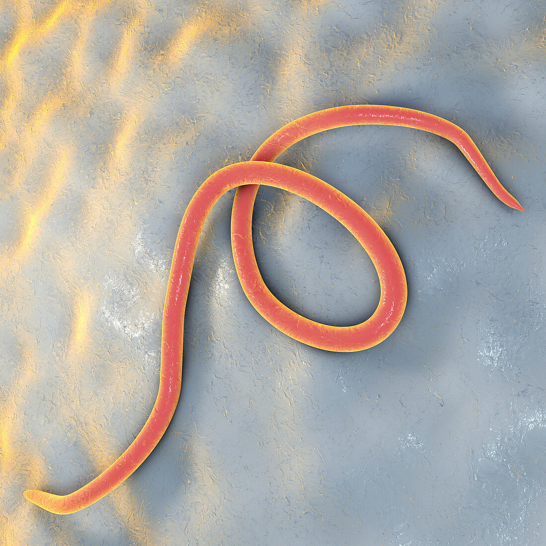 Threadworm, illustration