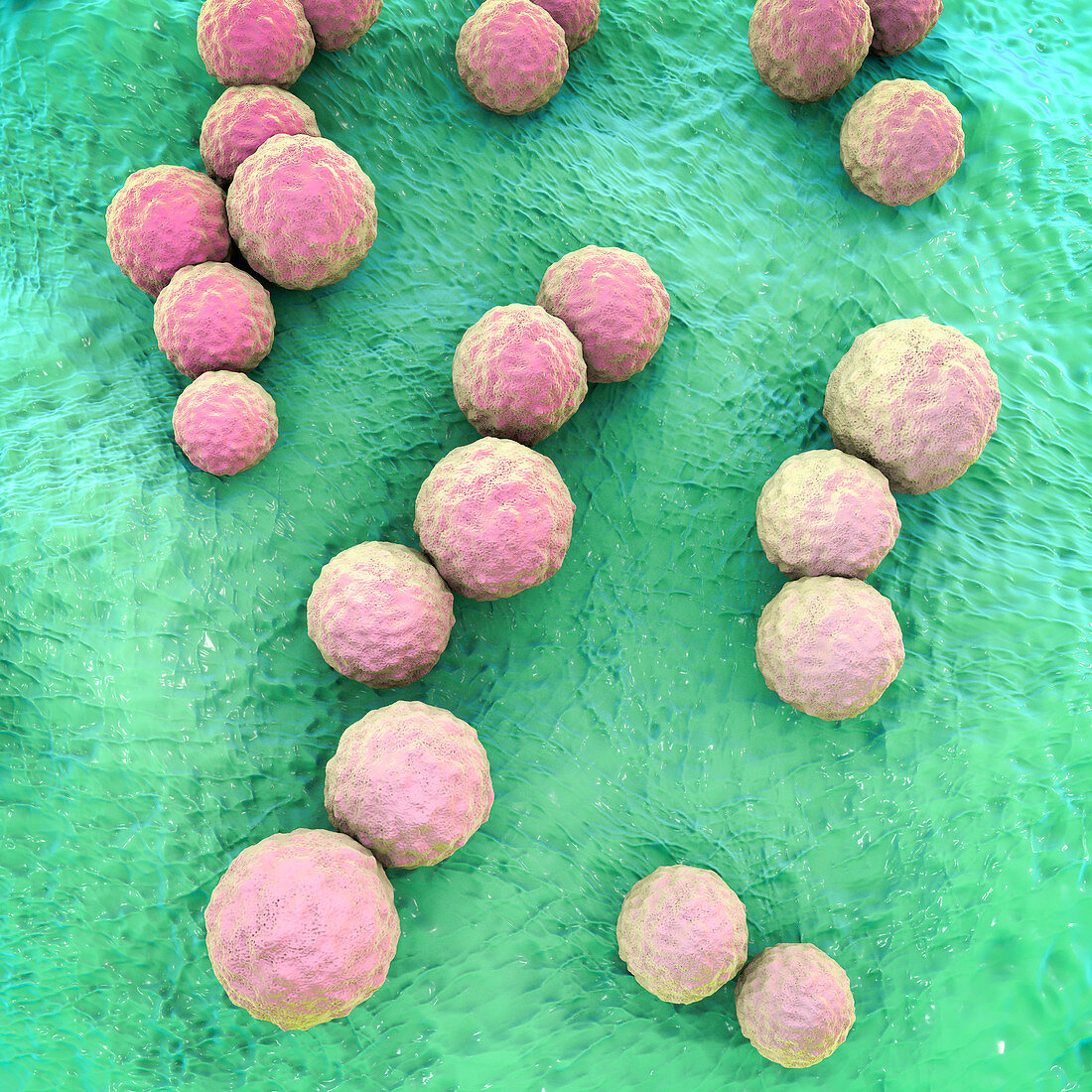 Streptococcus mutans bacteria, illustration