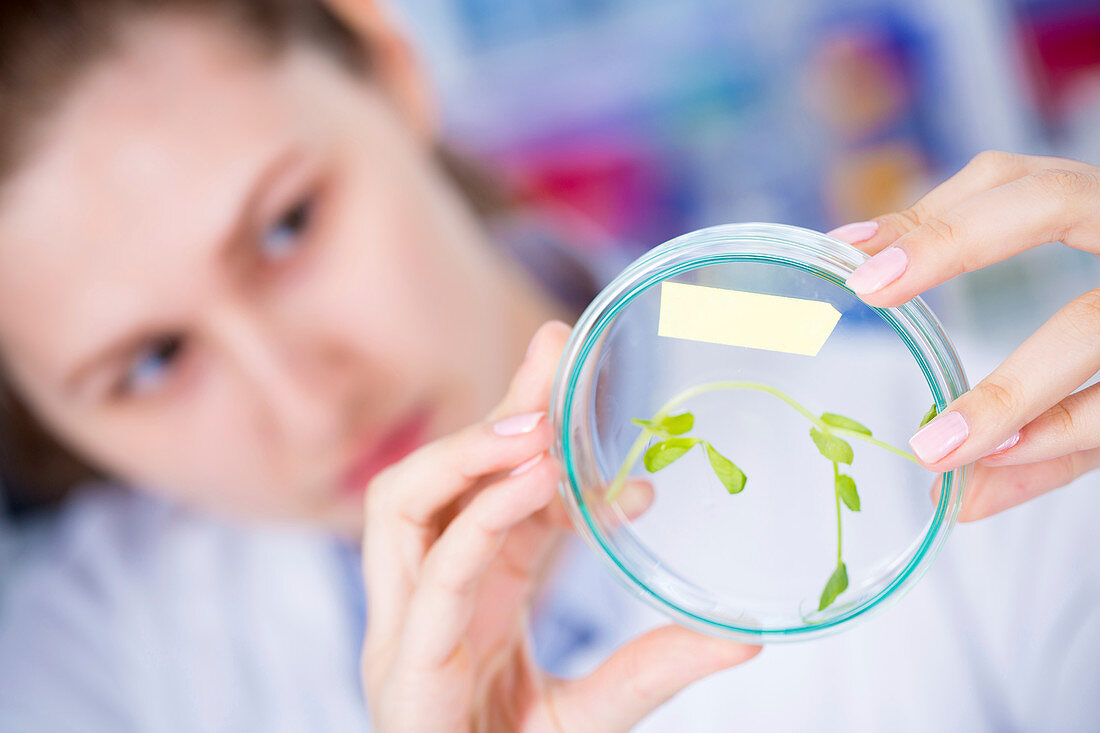 Scientist examining plant in a petri dish