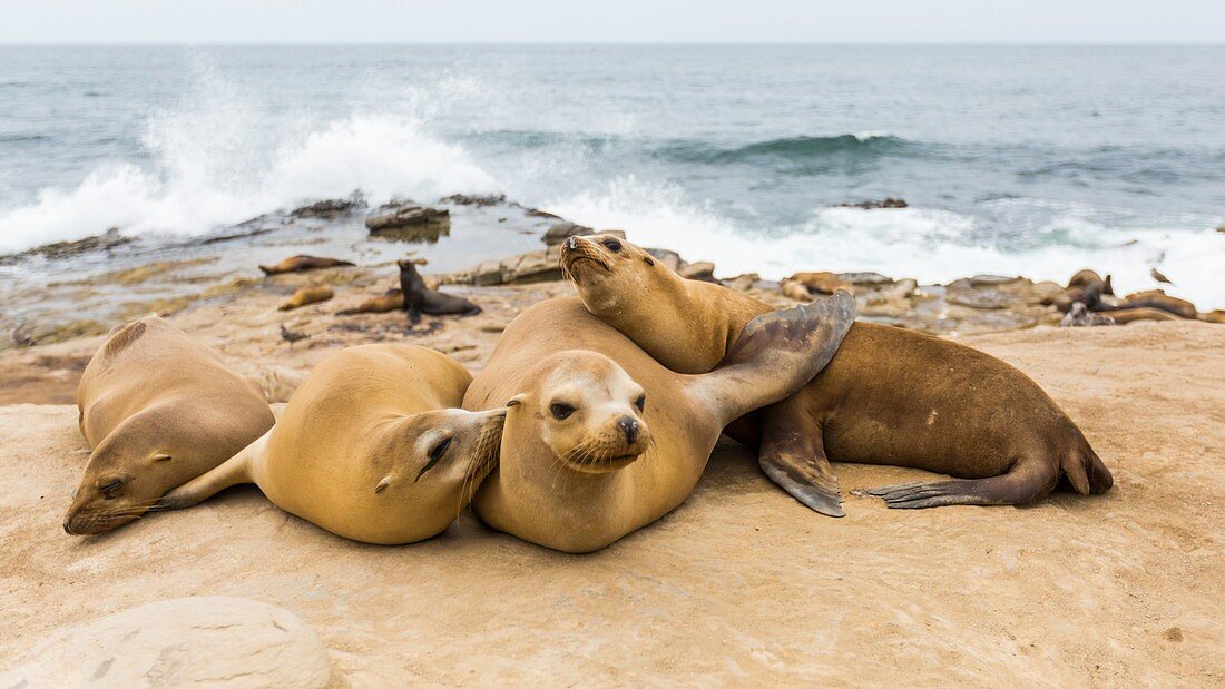 Sea lions on rocks