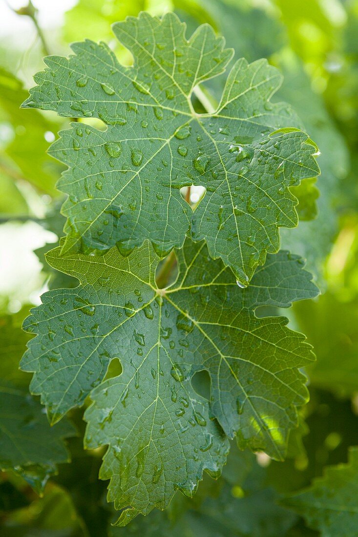 Weinblätter mit Wassertropfen