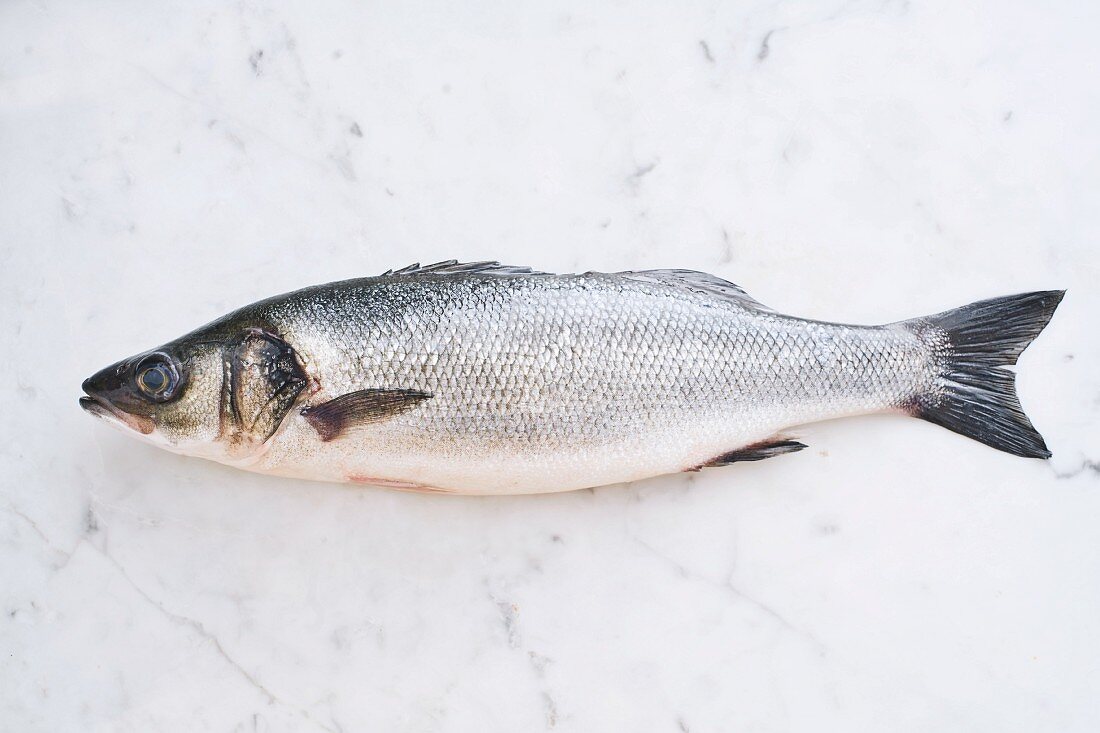 Branzino fish, European seabass