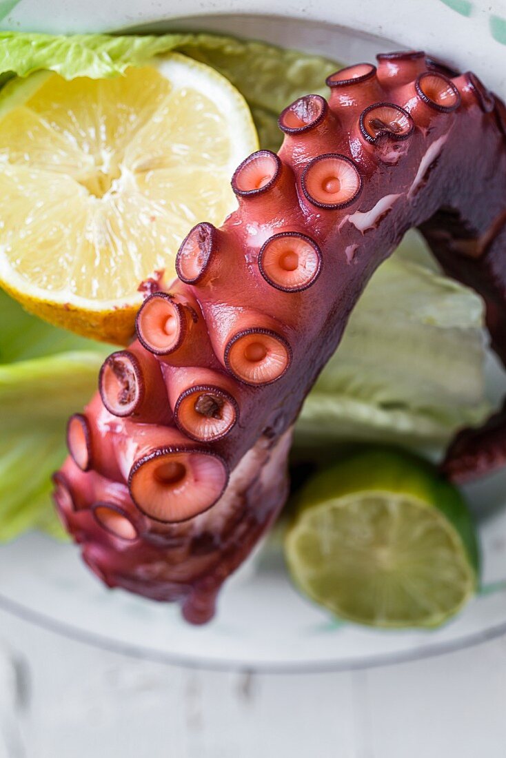An octopus tentacle (close-up)