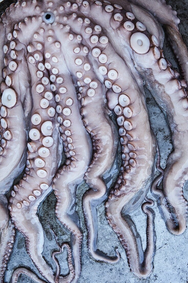 Fangarme von frischem Oktopus