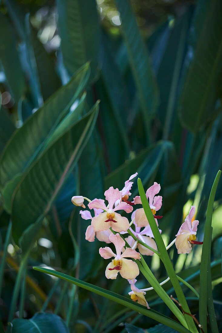 Rosafarbene Orchidee im Garten vor den Blättern einer Strelizie