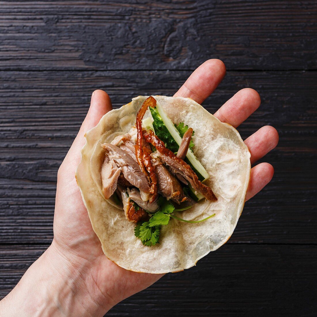 Peking Duck with cucumber, green onions and cilantro in roasted wheaten chinese pancakes in male hand