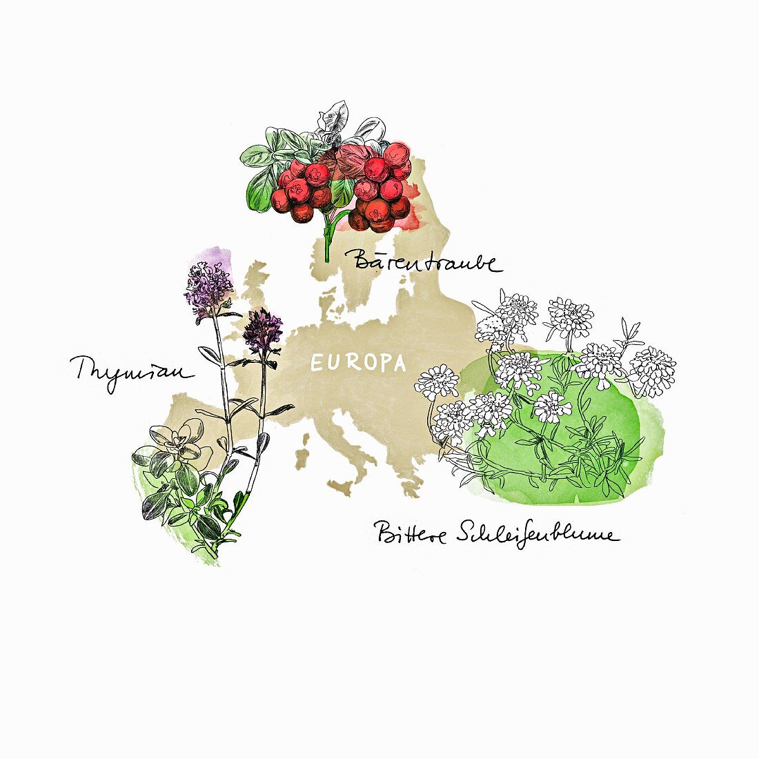 Medicinal herbs from Europe