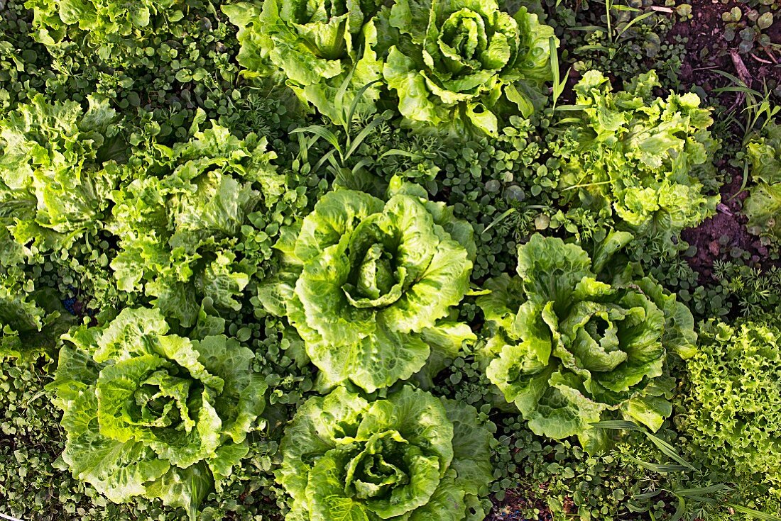Salatköpfe auf dem Feld