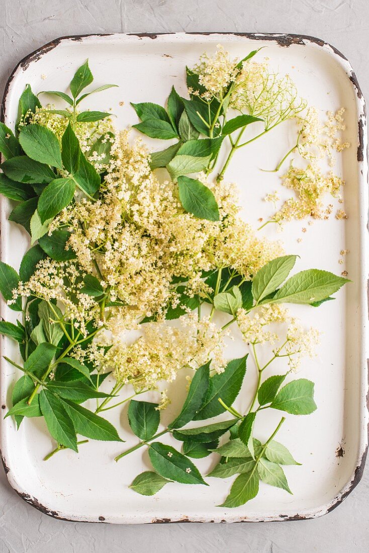 Elderflowers view from above