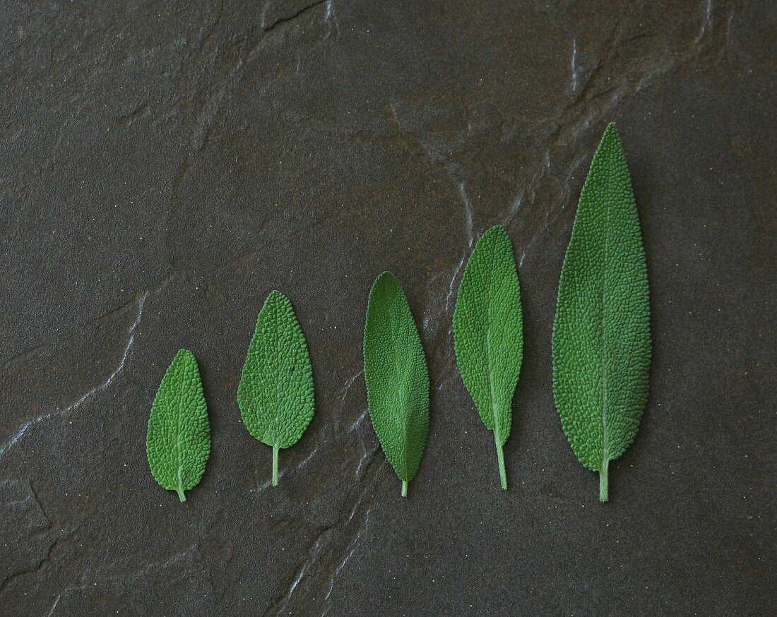 Five different sized sage leaves