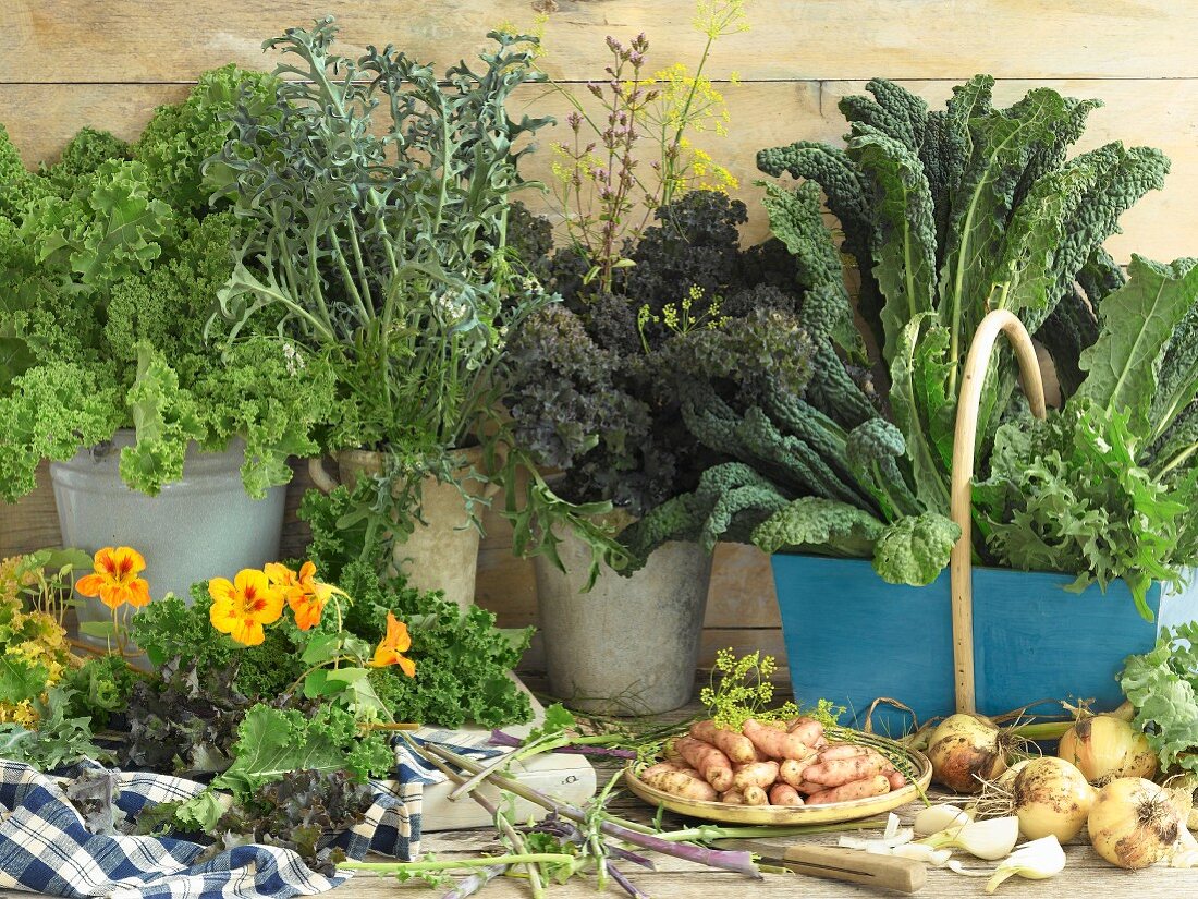 Various green cabbages, potatoes, and onions