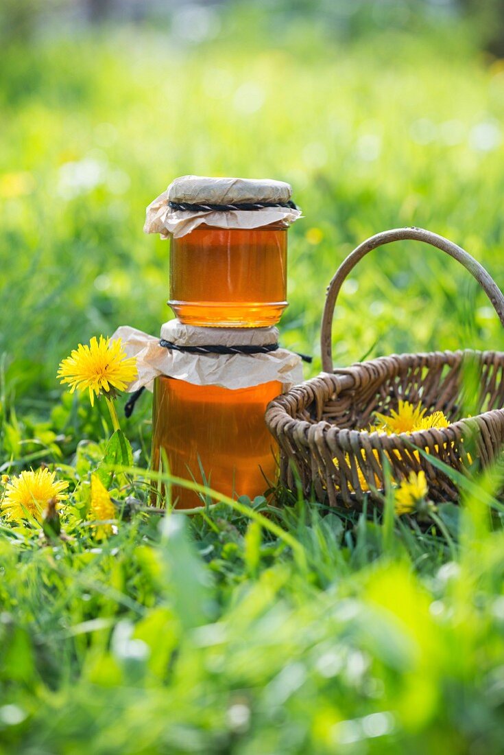 Two glasses of dandelion syrup in a meadow