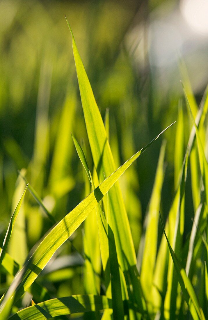 Backlit blades of grass