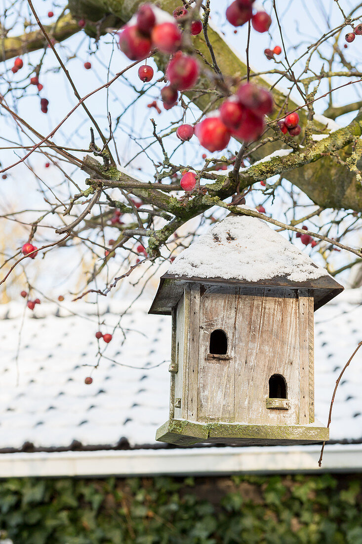 Verschneites Vogelhäuschen hängt im Baum mit roten Zieräpfeln