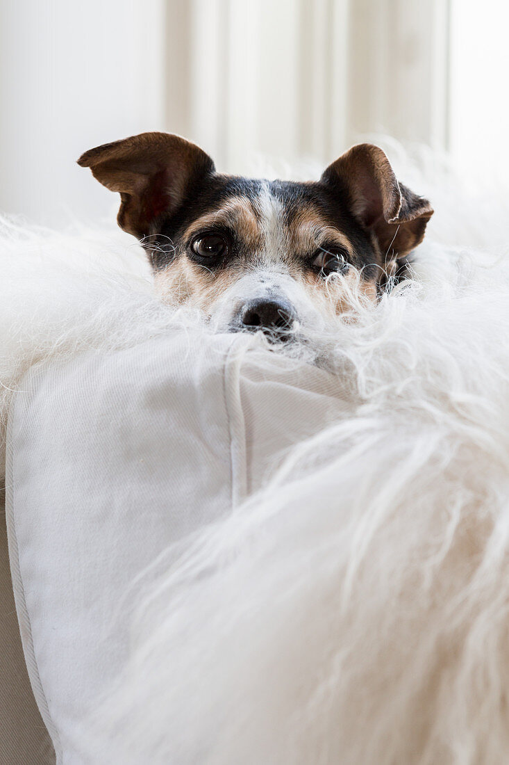 Hund kuschelt auf weißem Sofa und weißem Schaffell