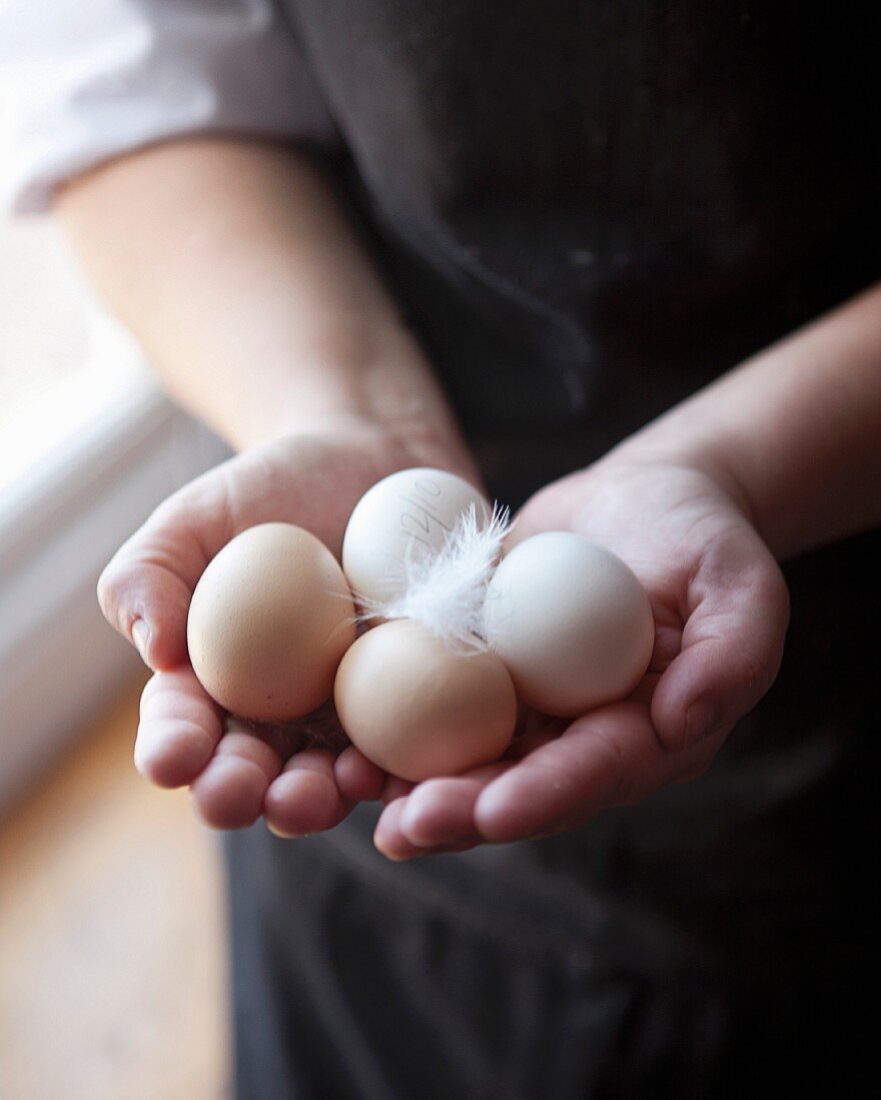 Hands holding fresh chicken eggs with a feather