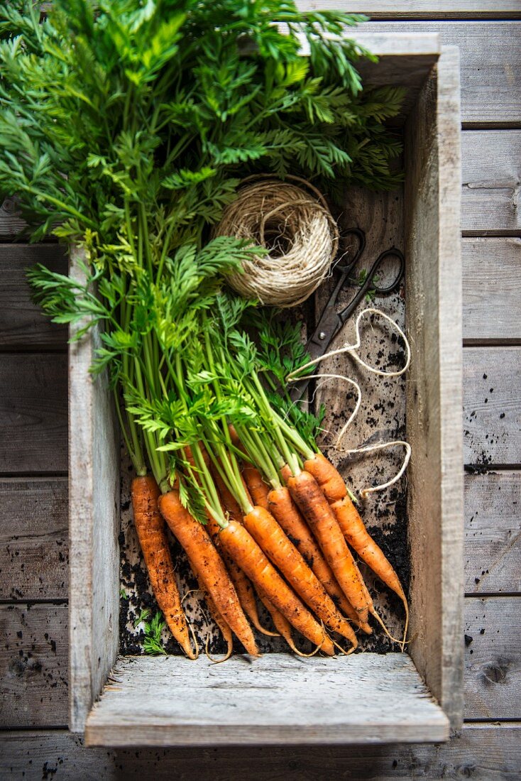 A bunch of carrots from a garden