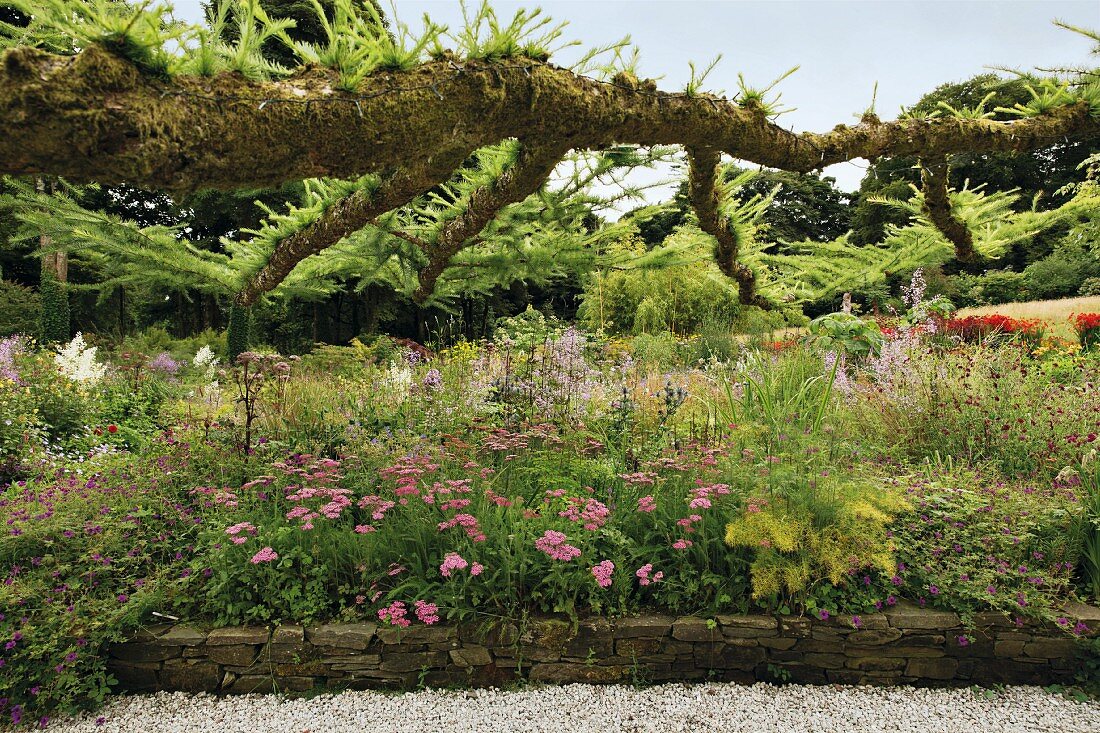 Alte Lärche in der Horizontalen, Blessington, Irland