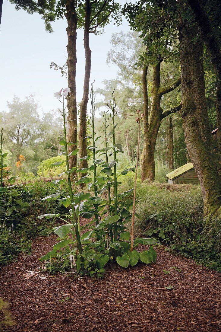 Giant Himalayan lily in Blessington, Ireland