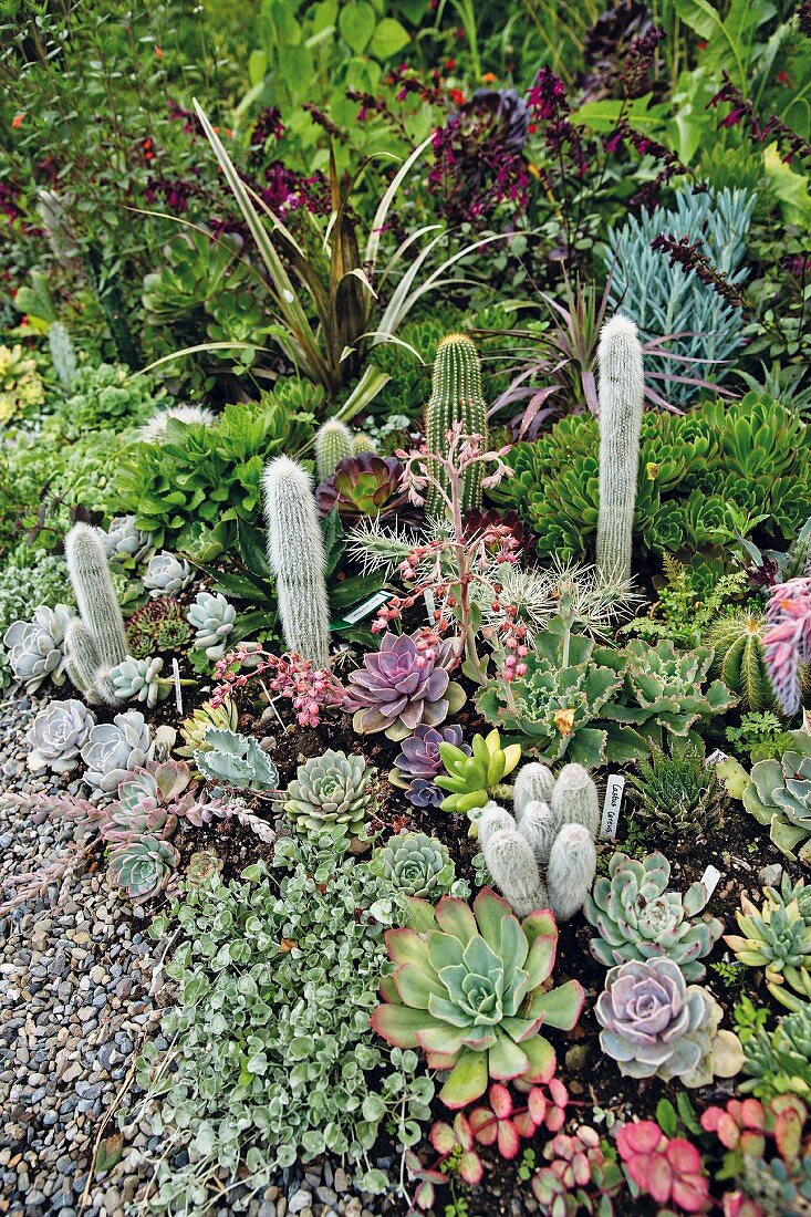 A collection of cacti in a garden in Blessington, Ireland
