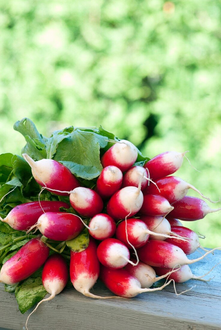 A fresh bundle of radishes at a farmers market