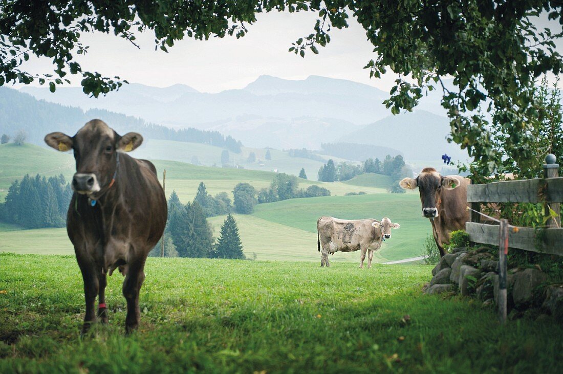Kühe auf der Weide in Ranzenried, Bayern, Allgäu