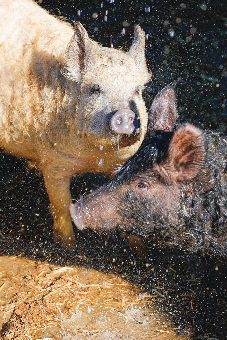 Pigs at the Hofgut Ratzenberg farm in Lindenberg, Allgäu, Bavaria, Germany