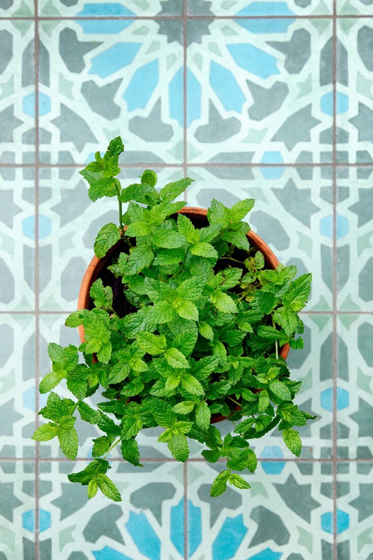 Moroccan mint in a flowerpot