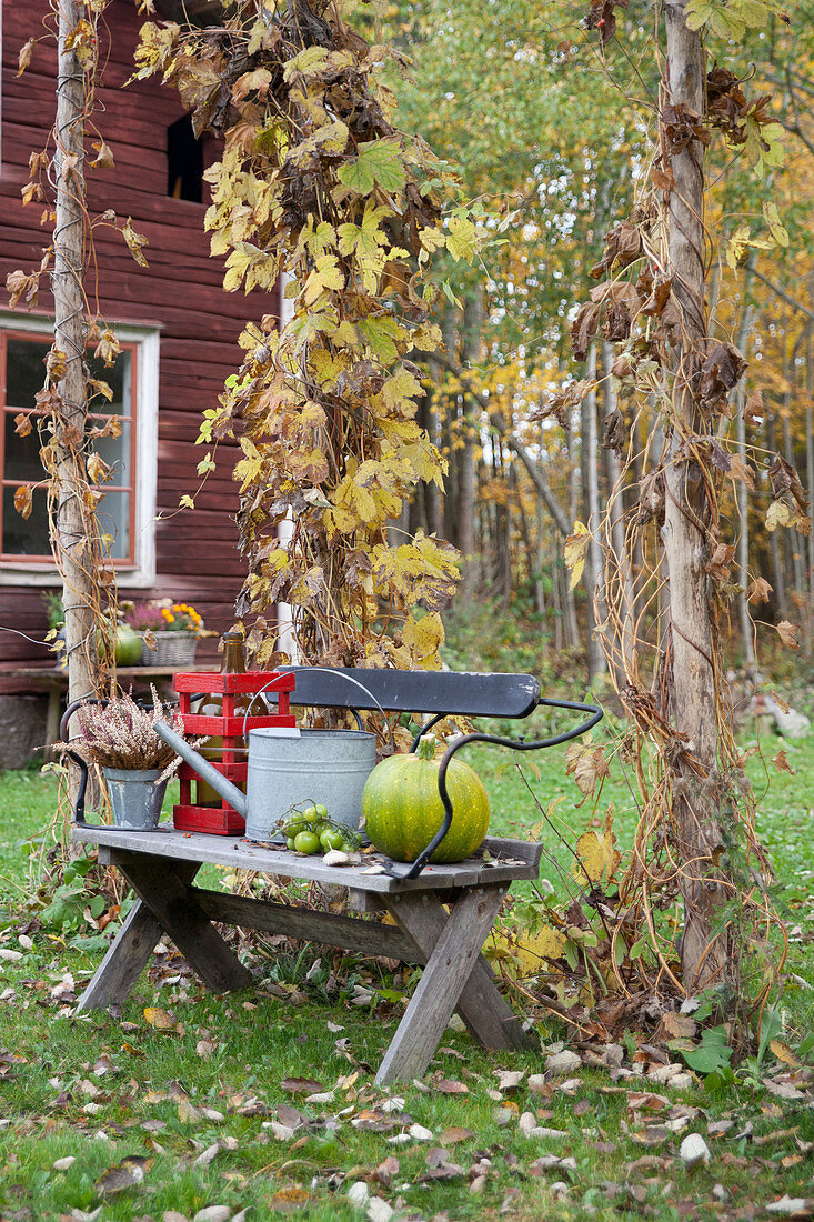 Autumnal arrangement on bench in garden outside Swedish house