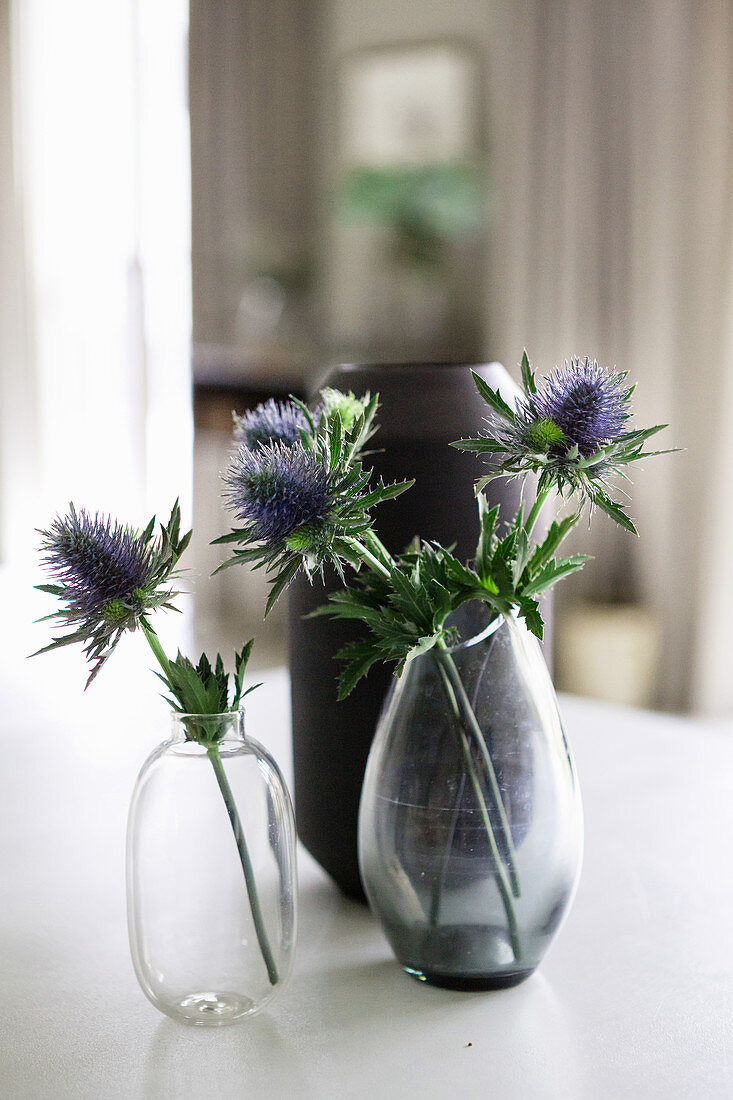Blaue Distelblüten in zwei Glasvasen vor einer schwarzen Vase