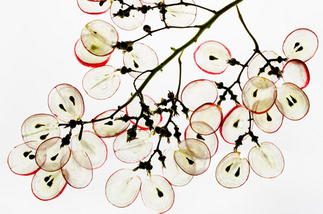 Sliced grapes (backlit)