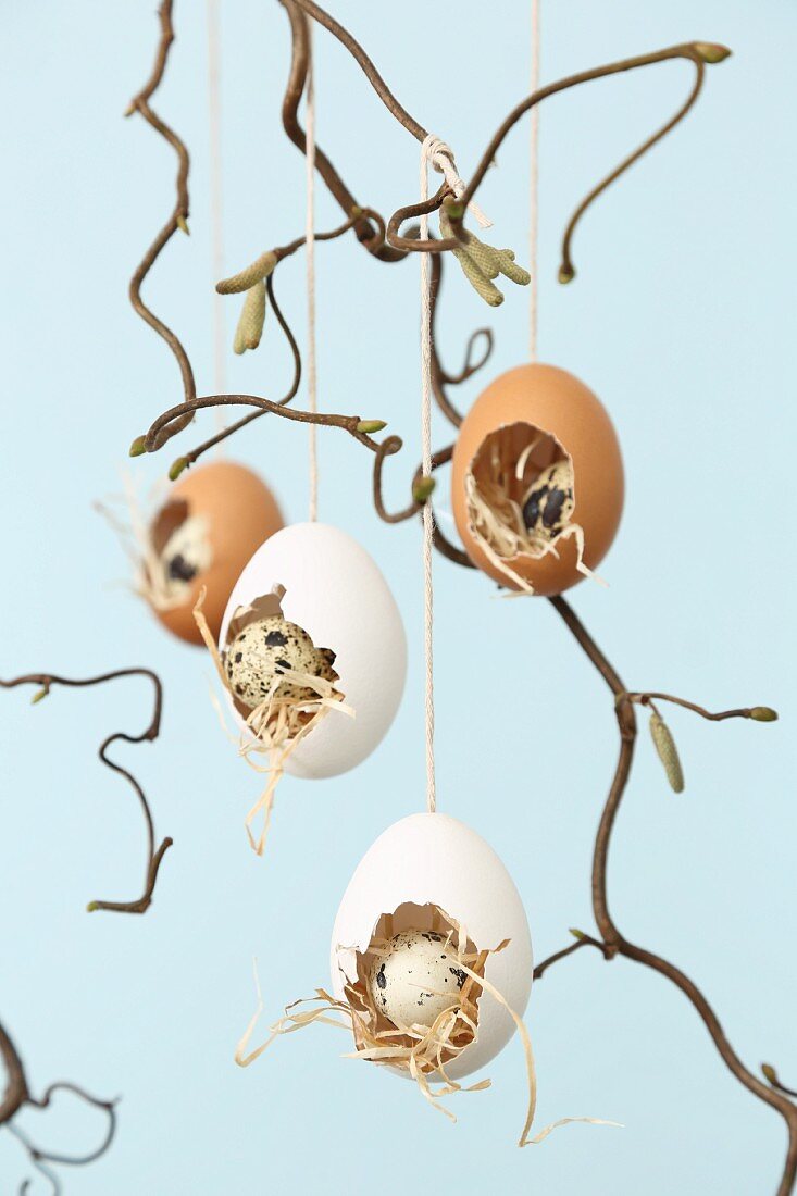 Tiny nests in hollow hens' eggs hung from hazel branch