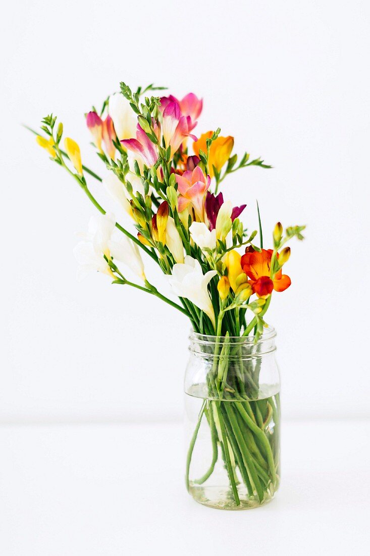 Colourful freesias in glass jar against white background