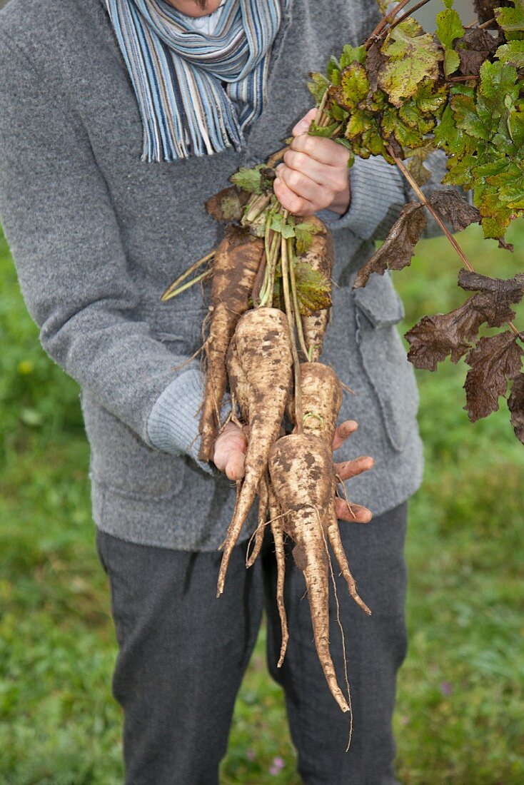 A man holding freshly harvested parsnips