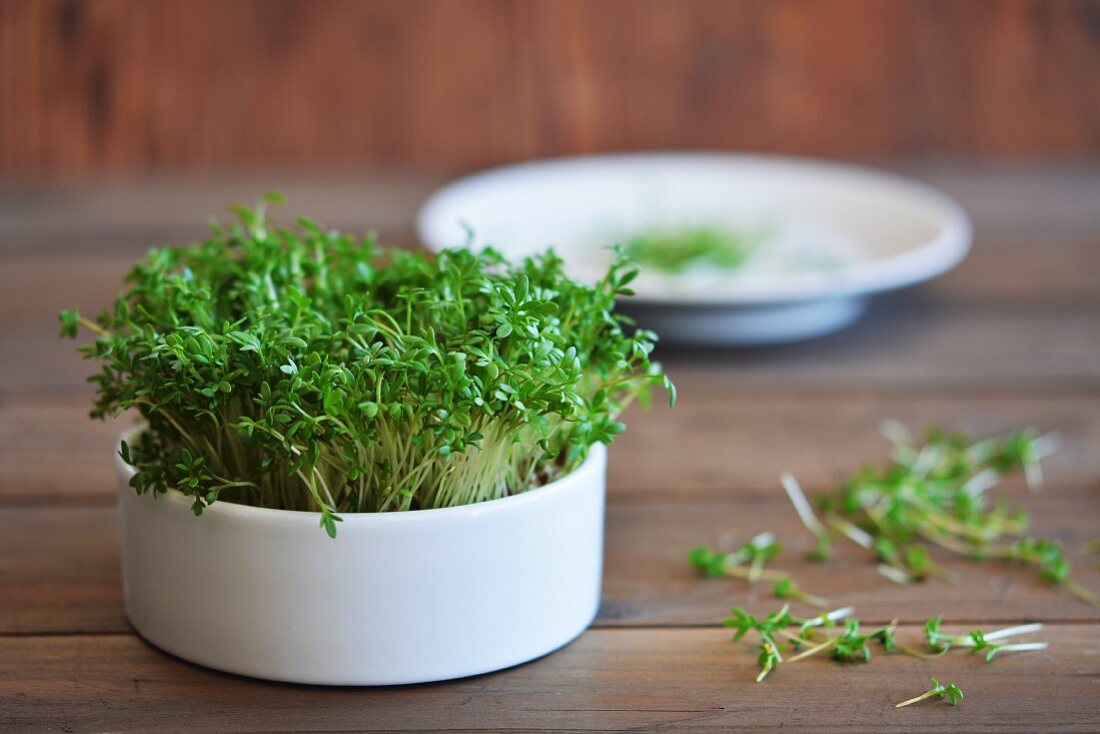 Fresh cress in a pot and on a plate