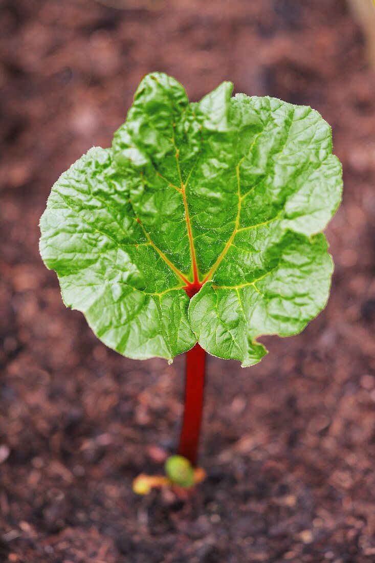 A rhubarb leaf in soil in a garden