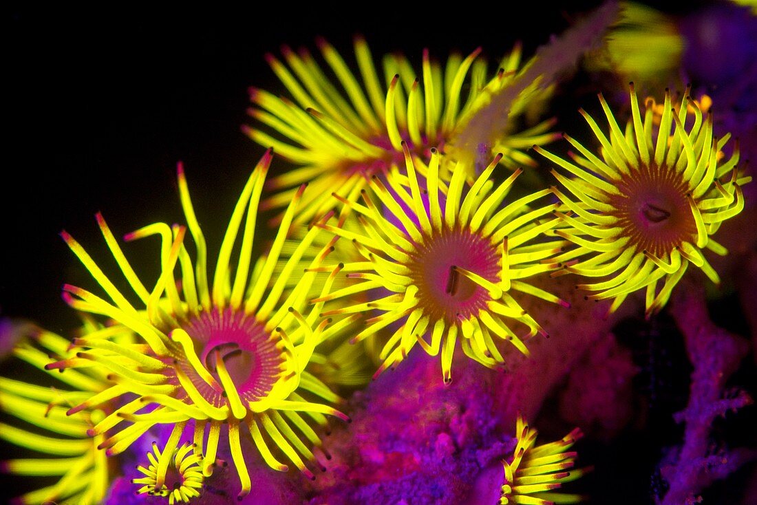 Parazoanthus colonial anemone fluorescing at night