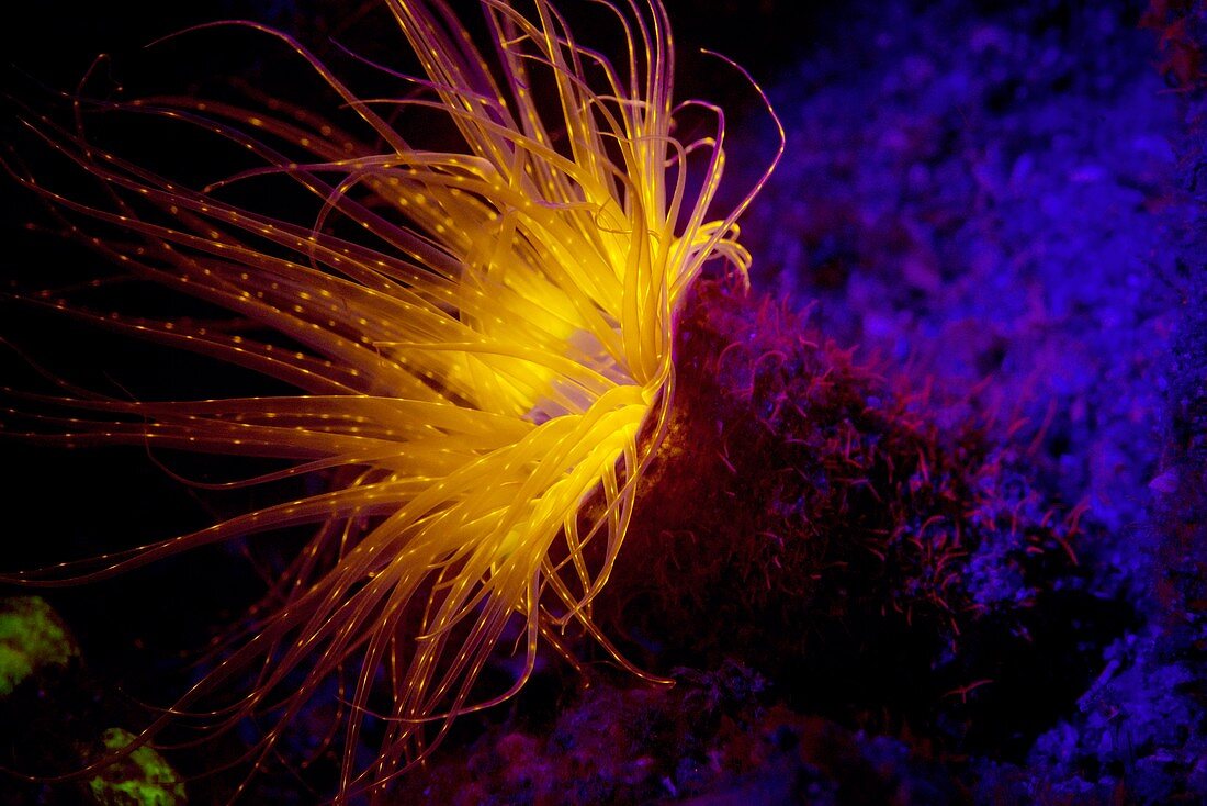Cerianthus anemone fluorescing at night