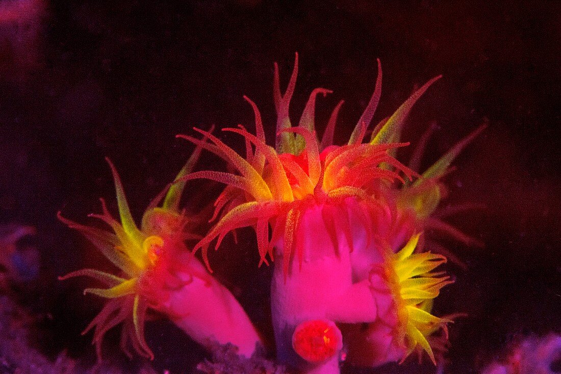 Tubastrea hard coral fluorescing at night