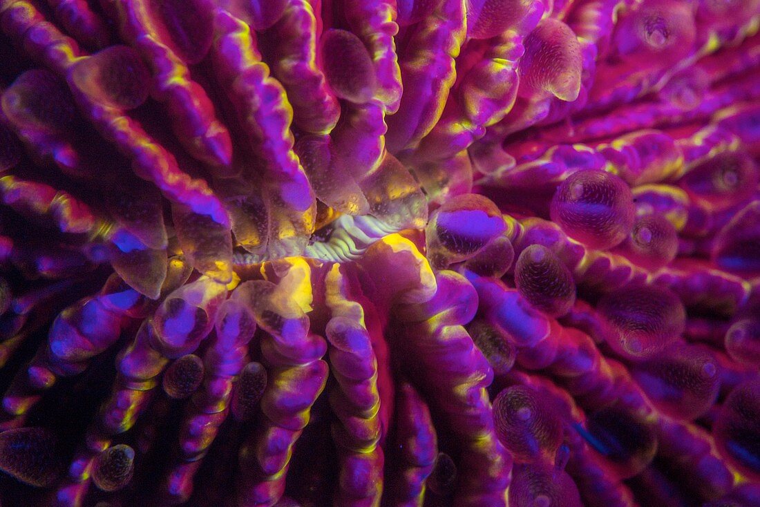 Fungia hard coral fluorescing at night