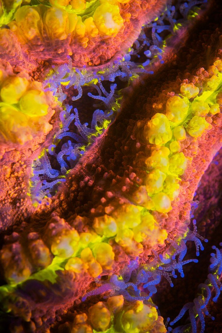Symphyllia hard coral fluorescing at night