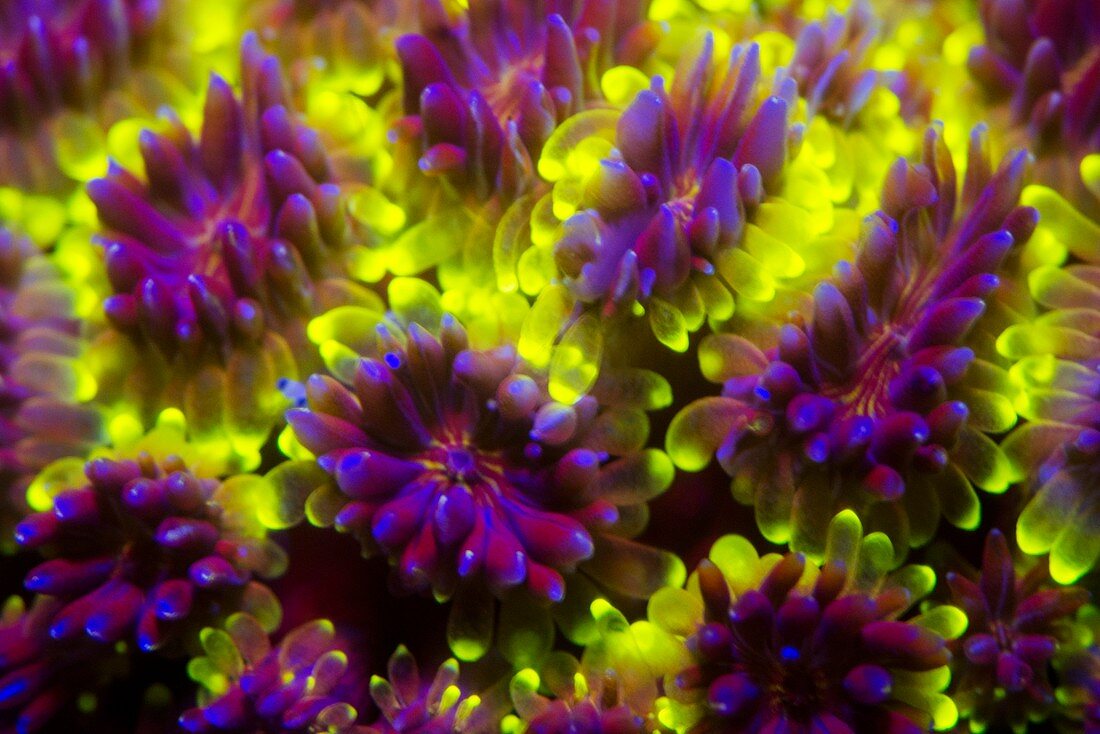 Galaxea hard coral fluorescing at night