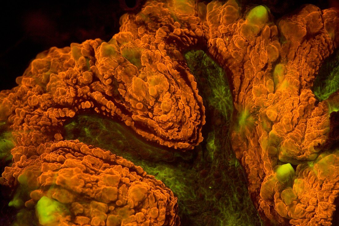 Lobophyllia hard coral fluorescing at night