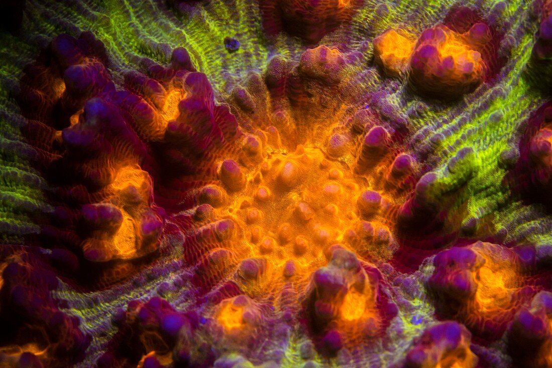 Oxypora hard coral fluorescing at night
