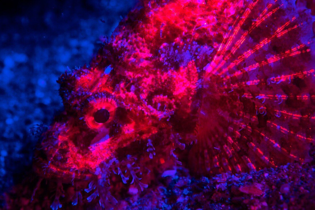 Scorpionfish fluorescing at night
