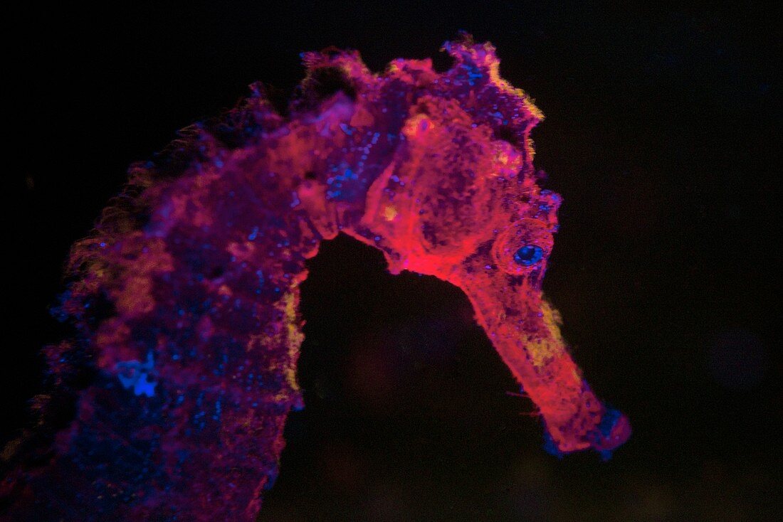 Seahorse fluorescing at night