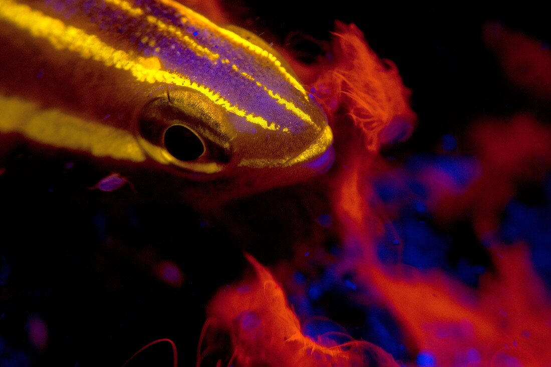 Cardinalfish fluorescing at night