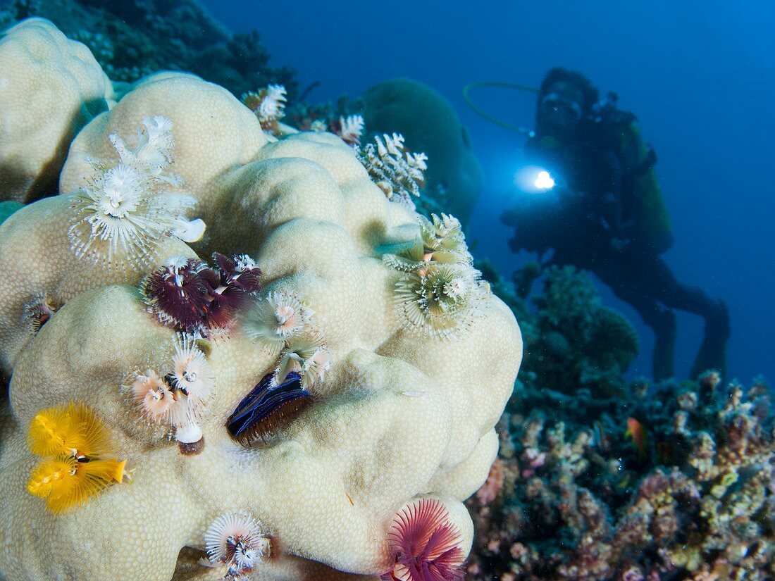 Christmas tree worm