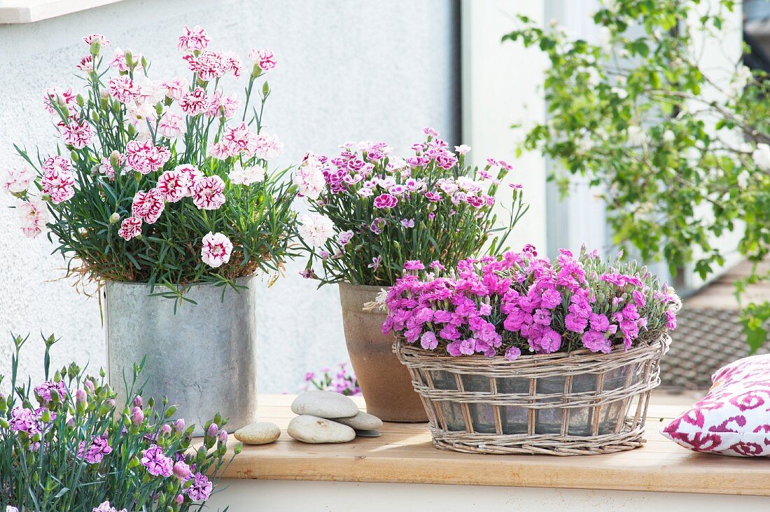 Dianthus caryophyllus (pinks) in pots and in zinc tub in wicker basket