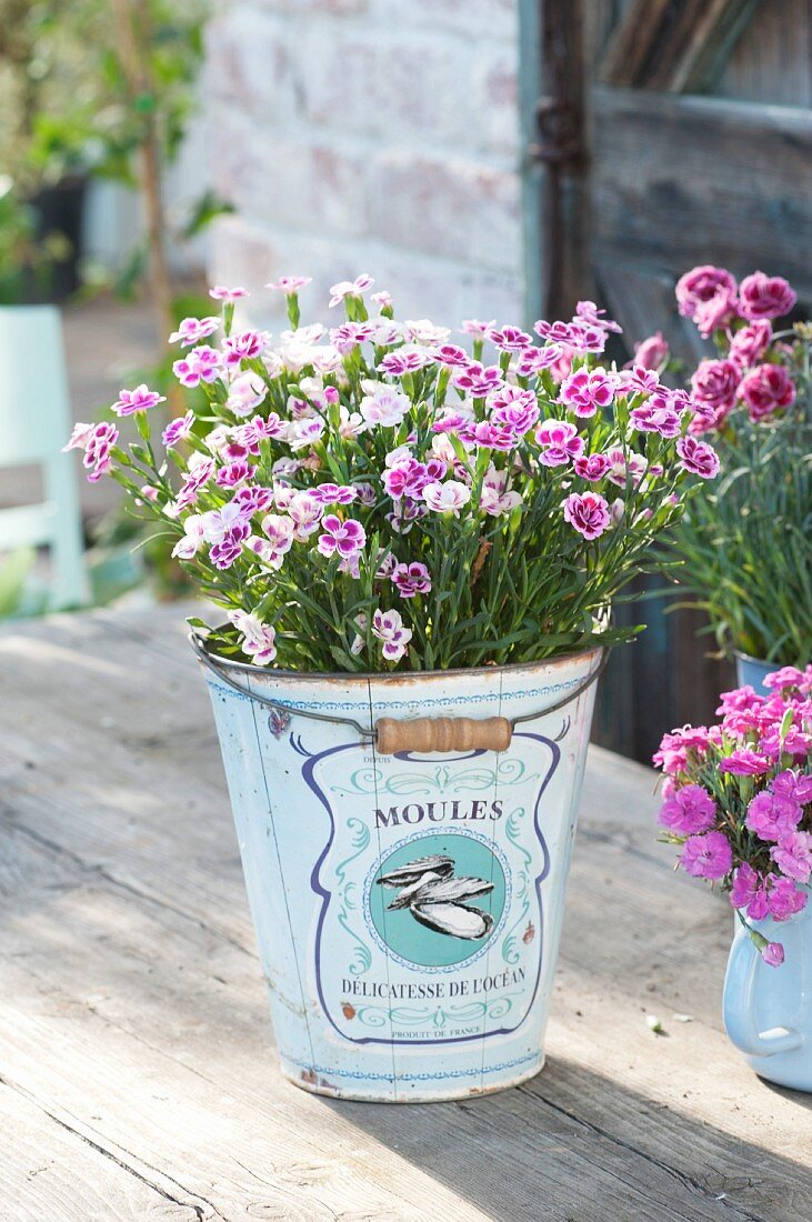 Dianthus 'Pink kisses' (pinks) planted in decorative bucket
